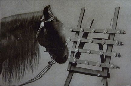Calul inteligent - un cal care știa să conteze