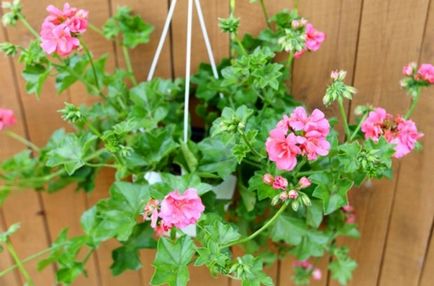 Îngrijirea și reproducerea amariei de geranium (pelargonium) udare, plantare, îmbrăcăminte de top acasă (cu