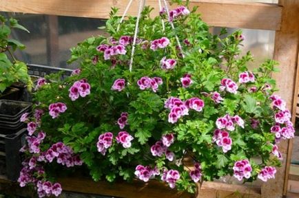 Îngrijirea și reproducerea amariei de geranium (pelargonium) udare, plantare, îmbrăcăminte de top acasă (cu