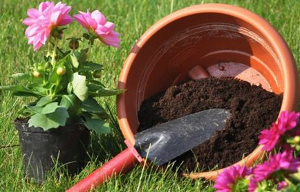 Fenntartása és szaporítása ampelnoe muskátli (Pelargonium) öntözés, ültetés, műtrágyázás otthon (a