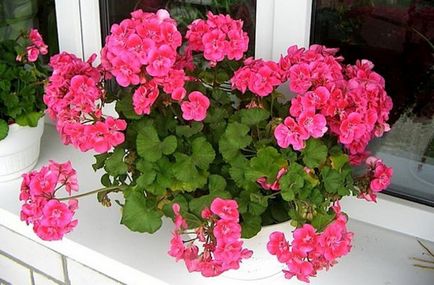 Îngrijirea și reproducerea amariei de geranium (pelargonium) udare, plantare, îmbrăcăminte de top acasă (cu