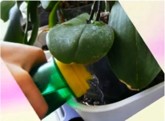 Догляд за орхідеєю фаленопсис секрети вирощування