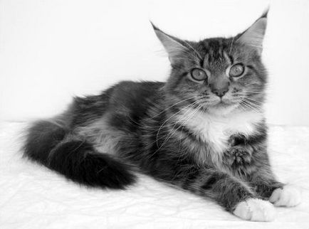 Ápolás - Maine Coon