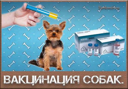 Védőoltás a kutyák, a menetrend védőoltások, a vakcinázási programot