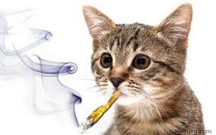 В Америці марихуаною стали лікувати кішок і собак
