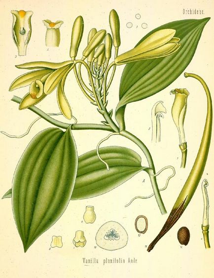 Vanilie planifolia
