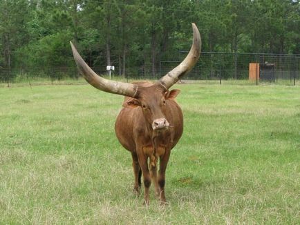 Ватуссі - дикий бик родом з Африки