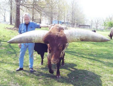 Ватуссі - дикий бик родом з Африки