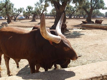 Watussi sau ankole-vatusi (bos taurus taurus)