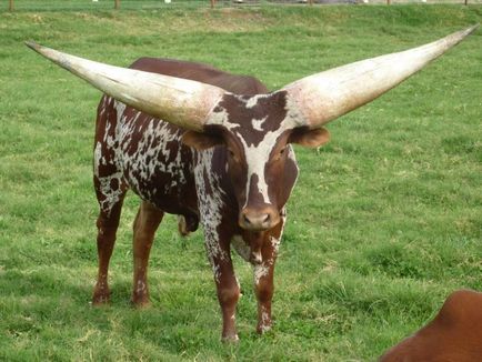 Watussi sau ankole-vatusi (bos taurus taurus)