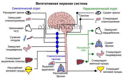 Vegetatív-érrendszeri dystonia (VVD) felnőtteknél tünetek és kezelés