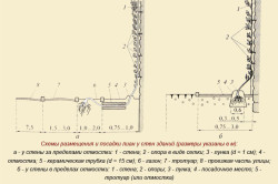 Вертикальне озеленення своїми руками