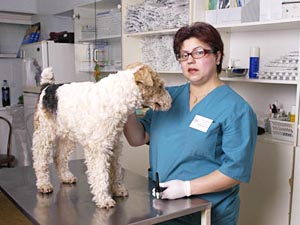 Clinica veterinară - prieteni adevărați - în satul Kuzmolovsky