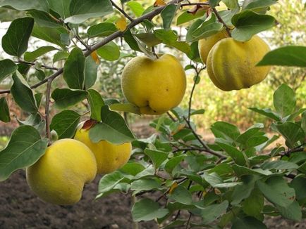 Cultivarea plantelor de gutui, îngrijire, soiuri