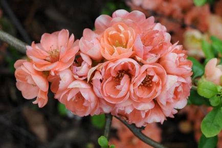 Termesztés japán birs Podmoskove jellemző minőségű kiválasztási kritériumokat, leszállás, jellemzői (jellemzők) Termesztése a japán birs a külvárosokban jellemző fajták kiválasztási kritériumok, ültetés, különösen
