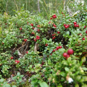 Cranberries în creștere - o grădină fără îngrijire