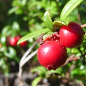 Cranberries în creștere - o grădină fără îngrijire