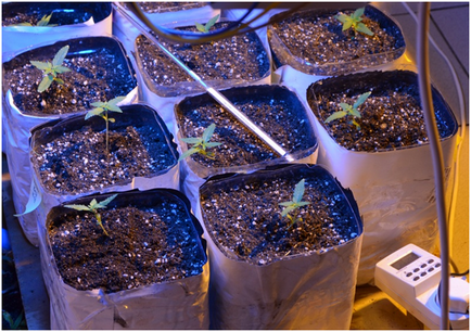 Kannabisz termesztésének otthon - az alap kezdő hibák