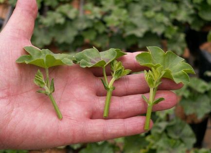 Kannabisz termesztésének otthon - az alap kezdő hibák