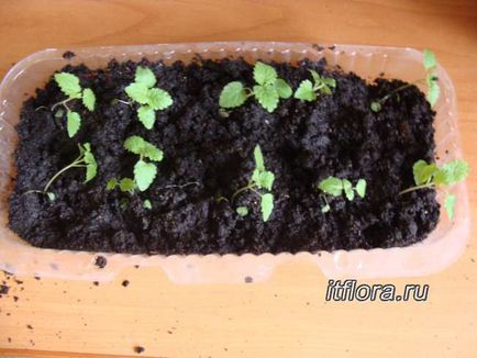 Вирощування м'яти в квартирі з насіння