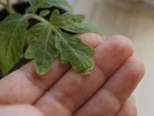 Növekvő paradicsom gazda nélkül a szóváltás szól mezőgazdaságban (növekvő) Növekvő paradicsom gazda nélkül a szóváltás szól mezőgazdaságban