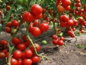 Creșterea unei roșii, un fermier fără probleme - totul despre agricultură