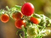 Вирощування помідор, фермер без клопоту-все про сільське господарство
