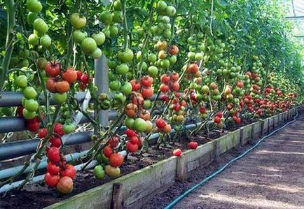 Вирощування помідорів чері в теплиці догляд і пасинкування, фото і відео