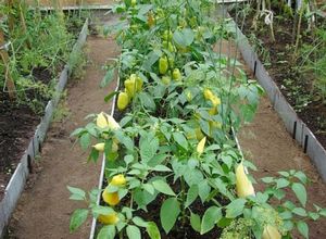 Вирощування ранніх овочів і розсади - дачні ідеї і досвід садівників