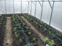 A növekvő retek gyorsított eljárás, a kertész (tanya)
