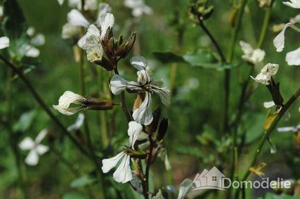 Cultivarea arugulei în sol deschis