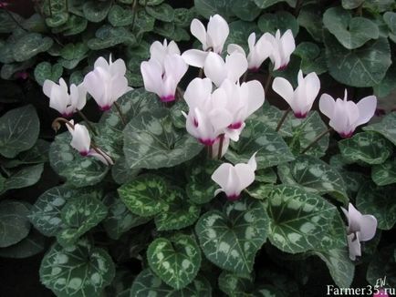 Cyclamen cultivare