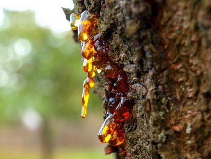 Cherry gum, duce astăzi