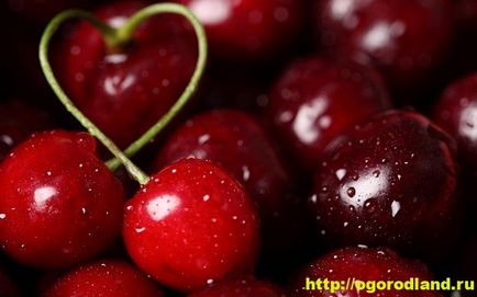 Cherry - hasznos és gyógyító tulajdonságokkal