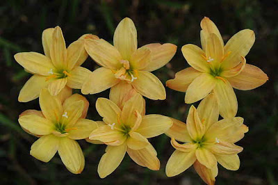 felkapaszkodott zephyranthes