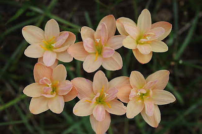 Upstart zephyranthes (kerti az ablakpárkányon) felkapaszkodott zephyranthes