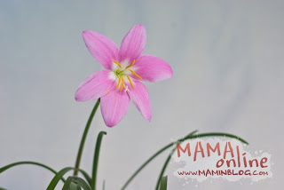 felkapaszkodott zephyranthes