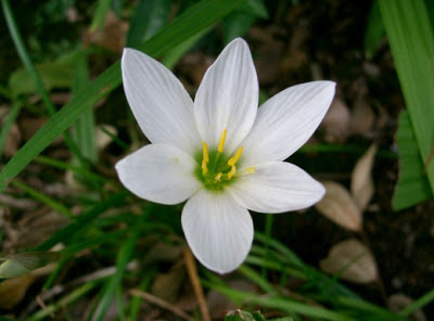 felkapaszkodott zephyranthes