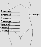 Înălțimea fundului uterului de săptămâni de sarcină, descriere