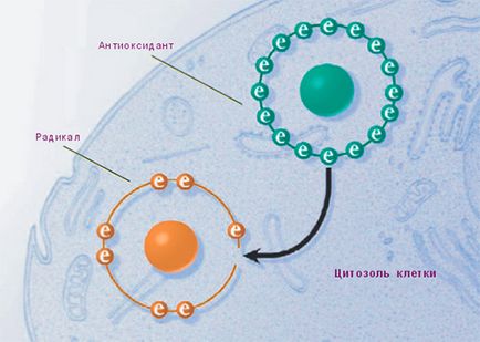 Az E-vitamin a bőr és különösen annak alkalmazása