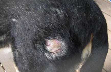 Волосоїдів у собаки симптоми і лікування (з фото), все про собак