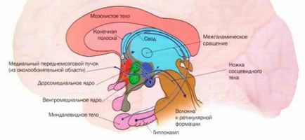 Influența hipotalamusului asupra corpului uman