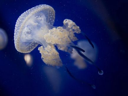 Atenție pericol meduze - cum să eviți întâlnirile cu turiștii - du-te! Du-te la tur!