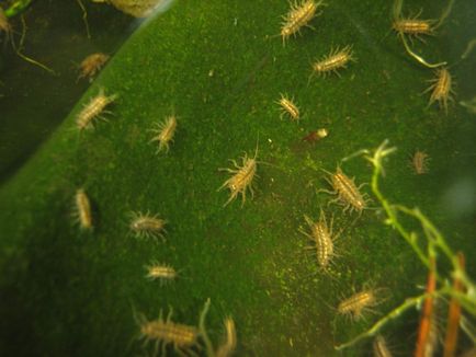 Asellus aquaticus - édesvízi rákok (szamár) Közönséges víziászka - édesvízi rákok
