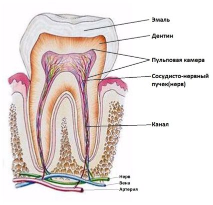 Inflamația simptomelor și tratamentului nervului dentar