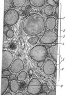 Anatomia de vârstă și fiziologia glandei tiroide - stadopedia