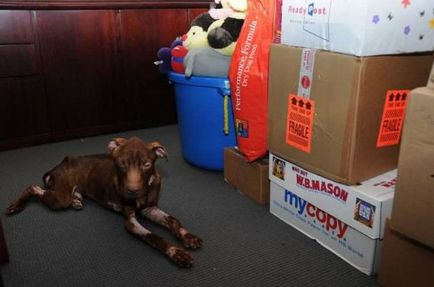 Повернення до життя, або історія порятунку викинутого в сміттєпровід пса (24 фото) - сайт