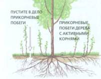 Час обрізки - унікальні поради городникам