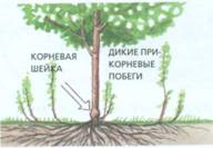 Час обрізки - унікальні поради городникам