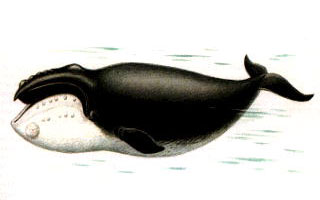 Világnapja bálnák - gyermek honlapján Zateeva